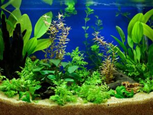 5 claves para un acuario plantado exitoso