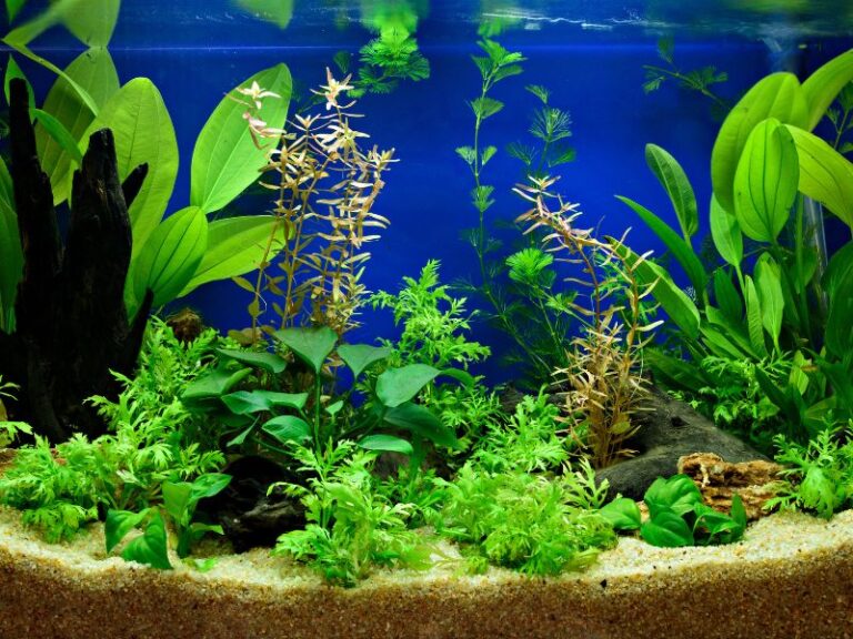 5 claves para un acuario plantado exitoso