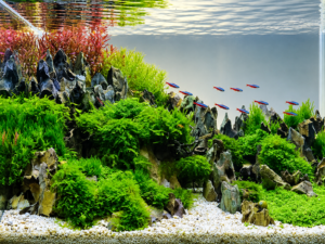 ¿Qué filtro necesita mi acuario?