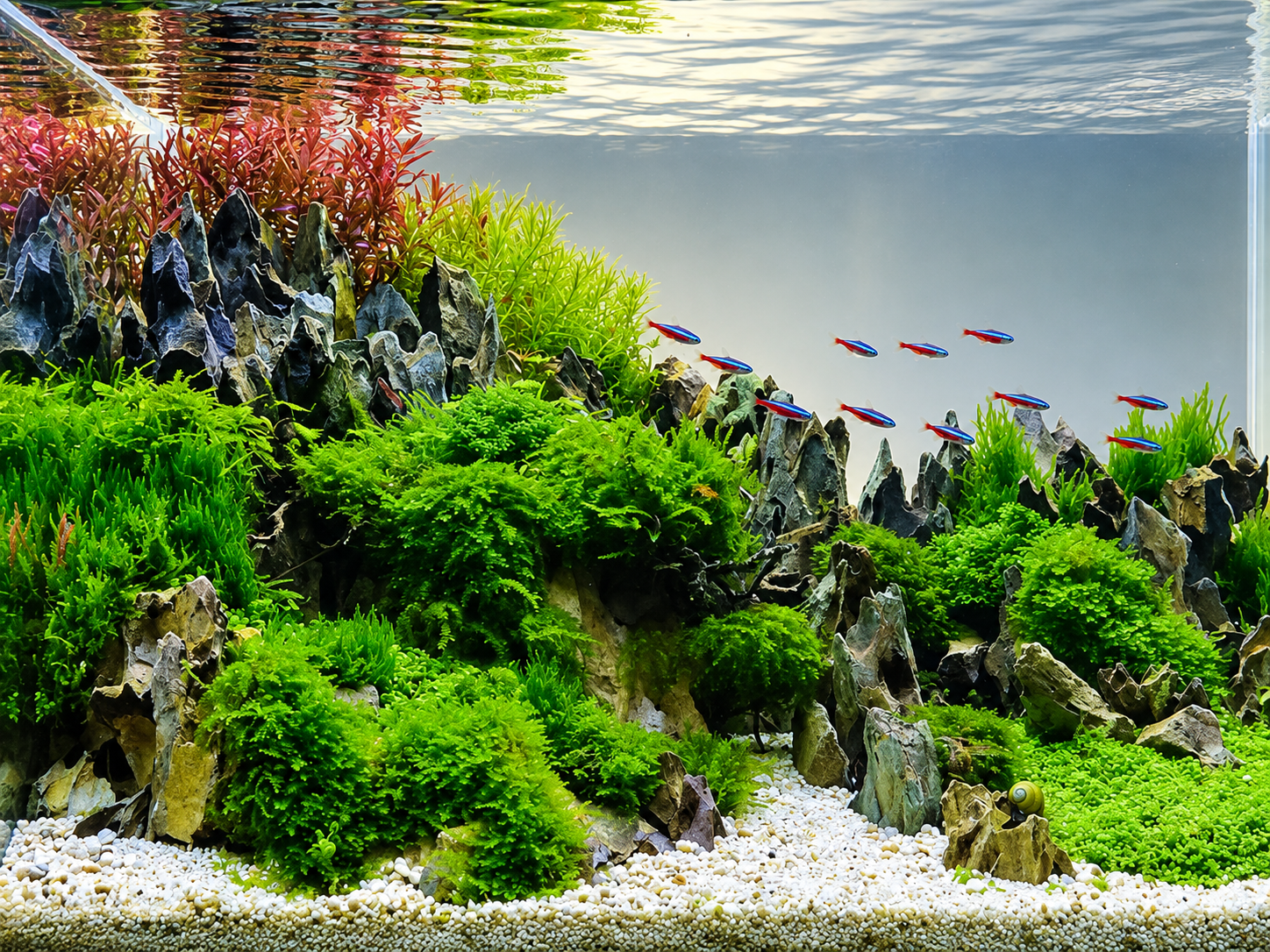 ¿Qué filtro necesita mi acuario?