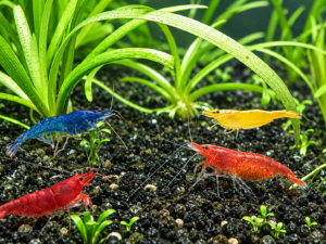 Cómo mantener camarones saludables
